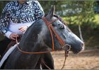 MP Stable40